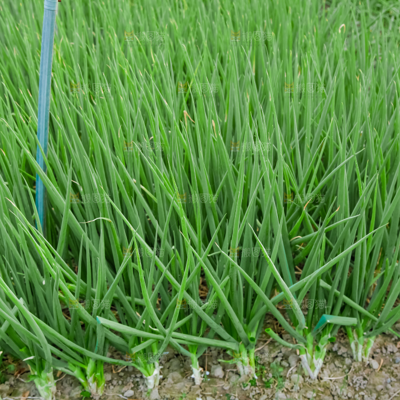 地里长着小葱