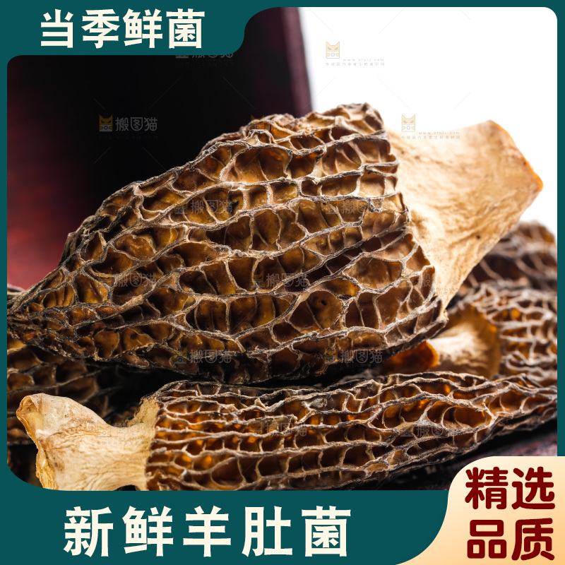 浅底上的云南羊肚菌