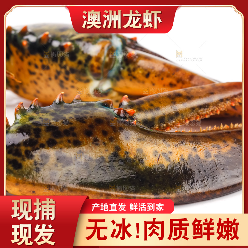 白底上的澳洲龙虾
