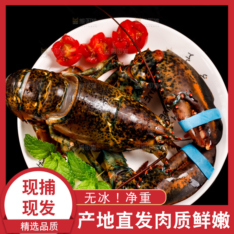 深底上放着澳洲龙虾