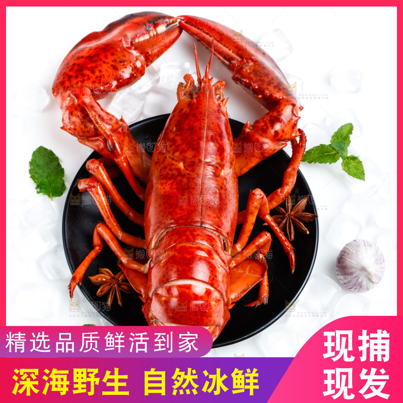 浅底上放着波士顿大龙虾