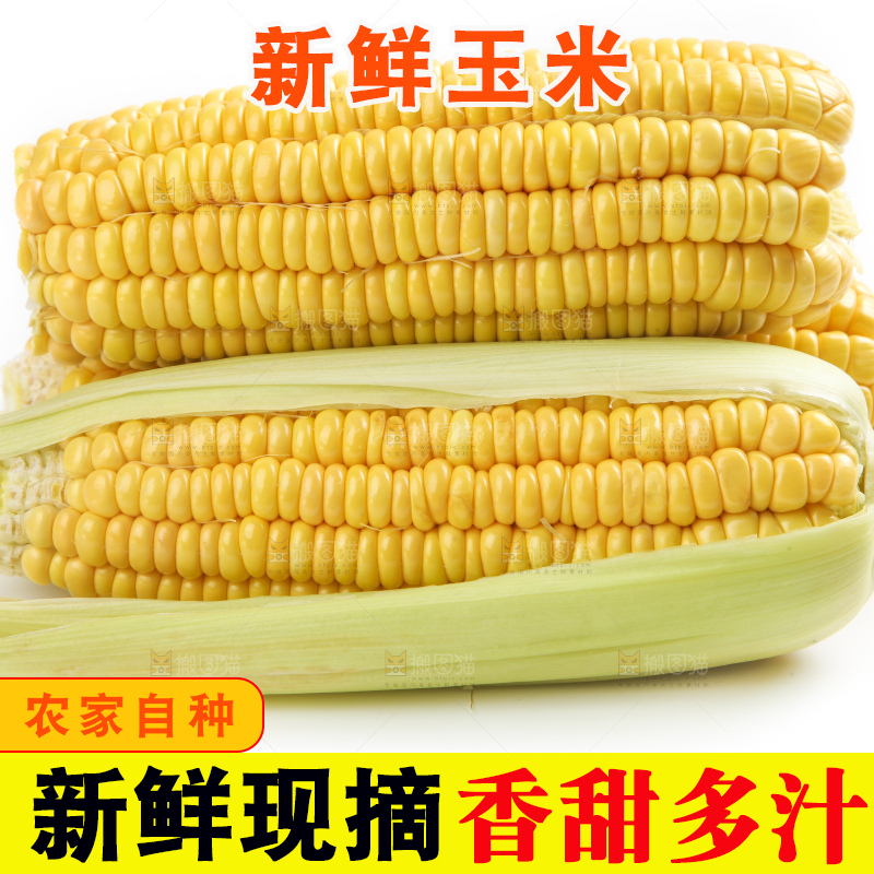 白底上放着黄玉米