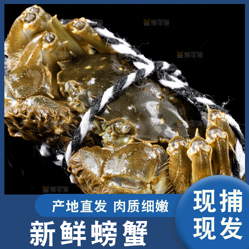 黑底上的鲜活螃蟹