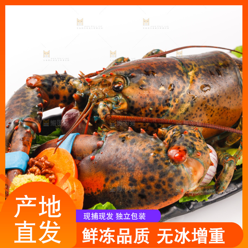 白底上放着一盘澳洲龙虾
