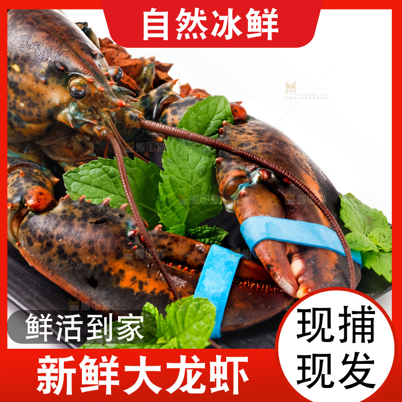 浅底上的澳洲龙虾