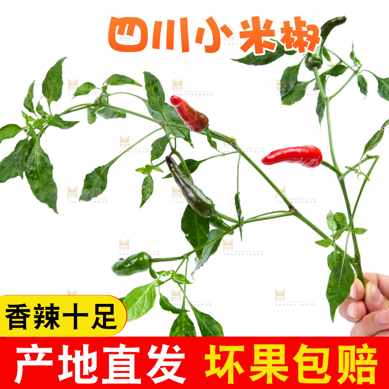 白底上的小米椒