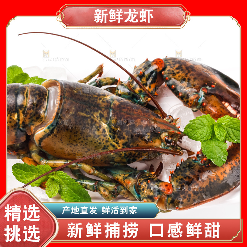 白底上的龙虾