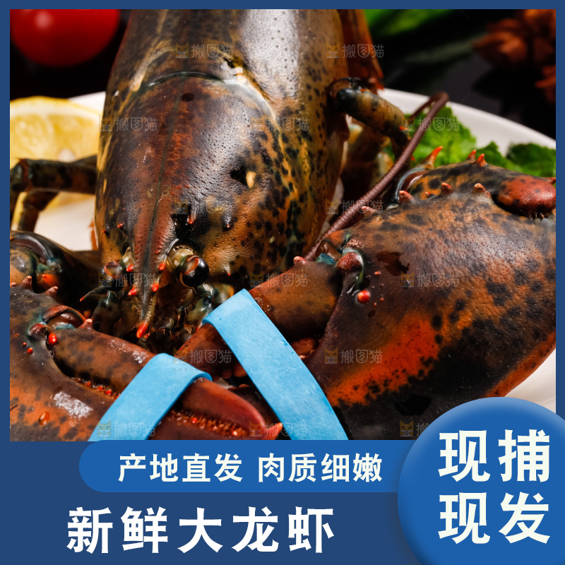 黑底上的波士顿龙虾