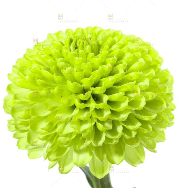 白底上放着绿色绣球菊