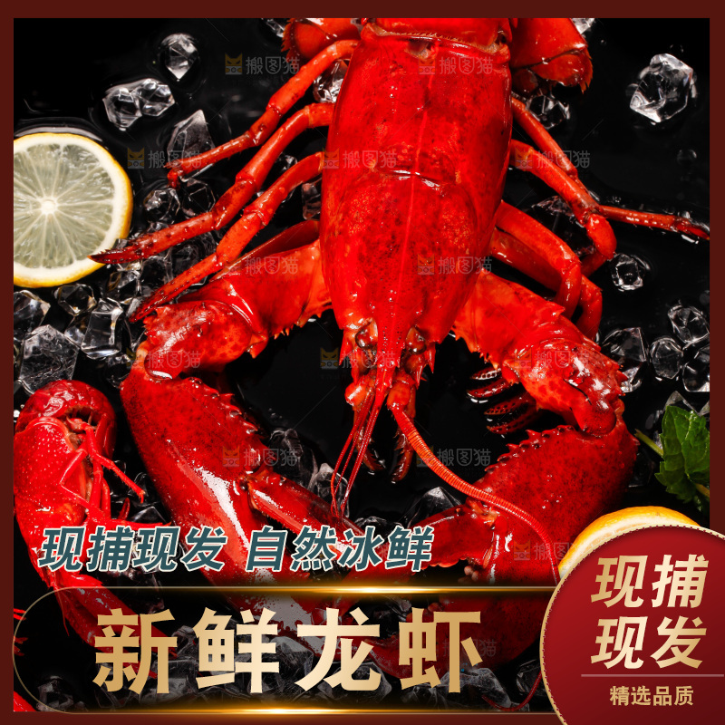 黑底上的澳洲大龙虾
