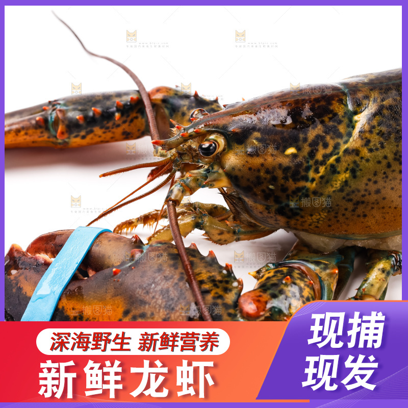 白底上的澳洲龙虾