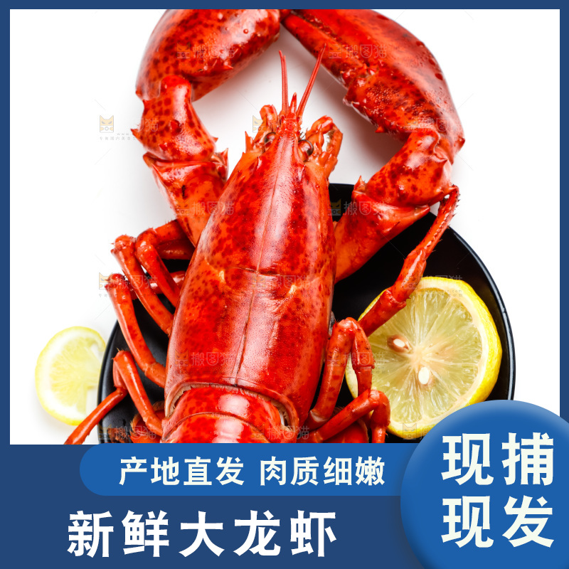白底上的波士顿大龙虾