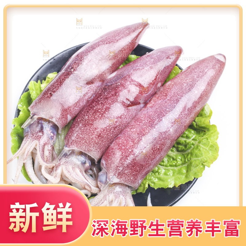 白底上的鱿鱼