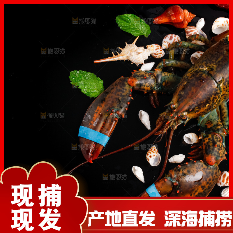 黑底上的波士顿龙虾