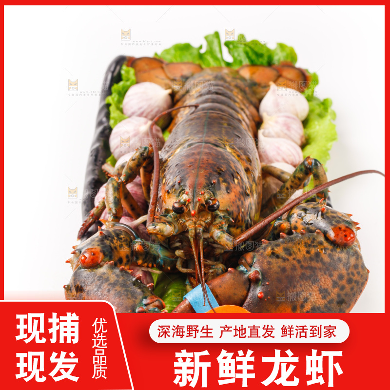 白底上放着一盘澳洲龙虾