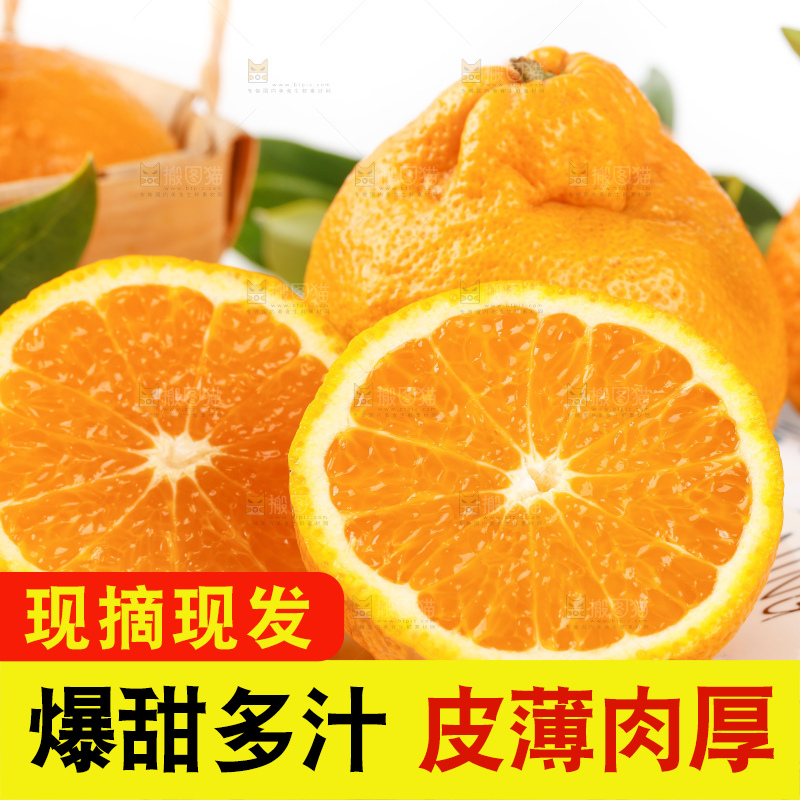 浅底上的春见耙耙柑