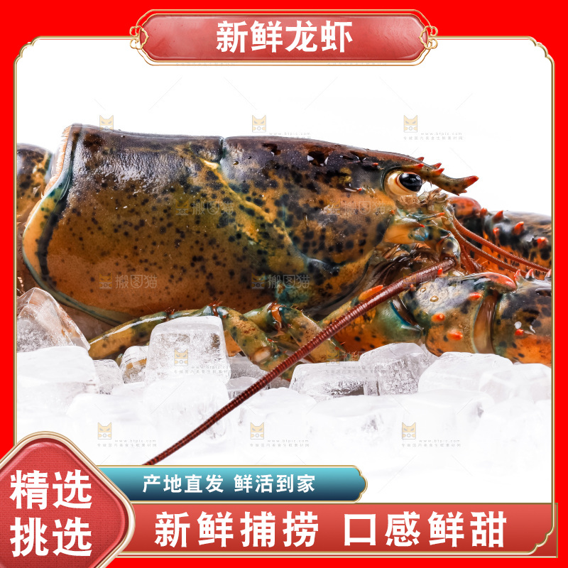 白底上的龙虾