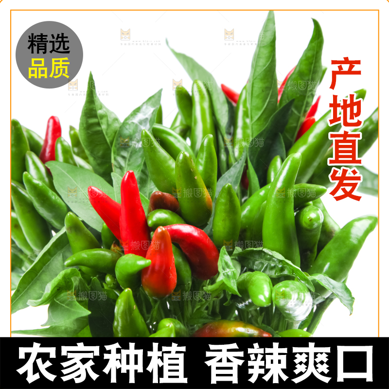 白底上的小米椒