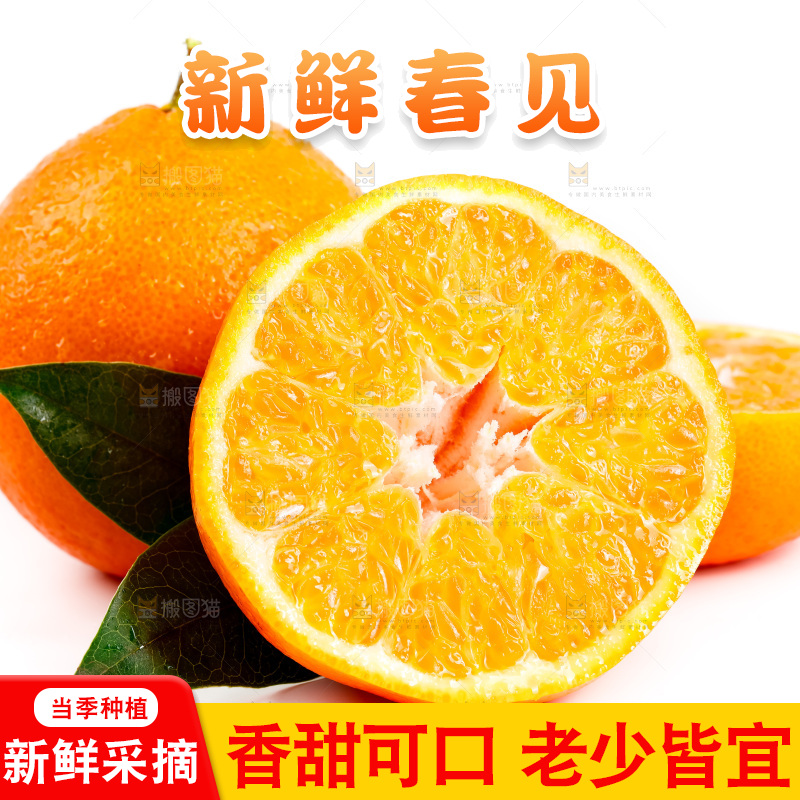 白底上的春见耙耙柑