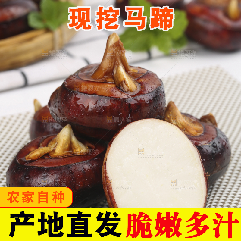 浅底上的马蹄果