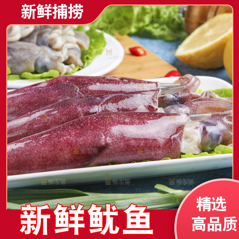 蓝底上的鱿鱼