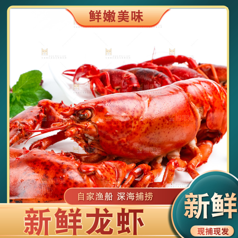 白底上放着澳洲大龙虾