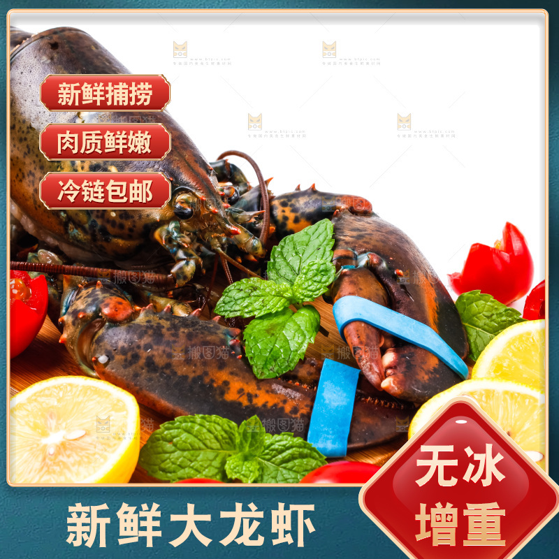 浅底上的澳洲龙虾