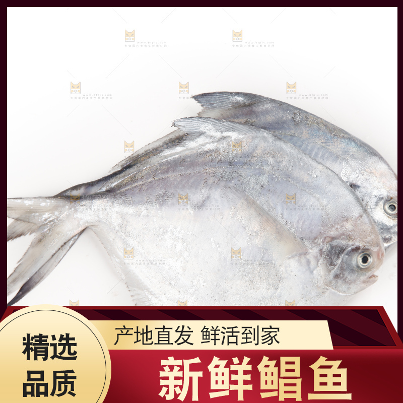白底上的深海银鲳鱼