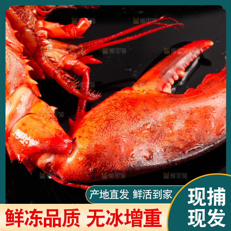 黑底上放着波士顿龙虾