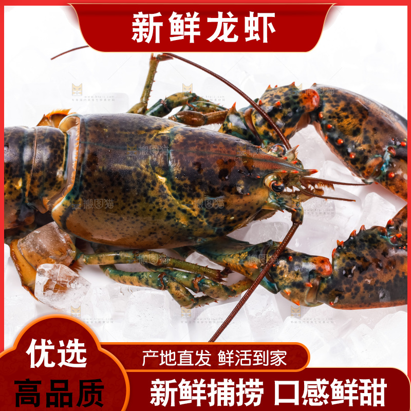 白底上的龙虾