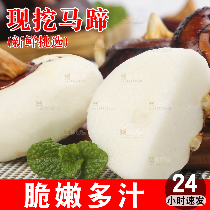 浅底上的马蹄果