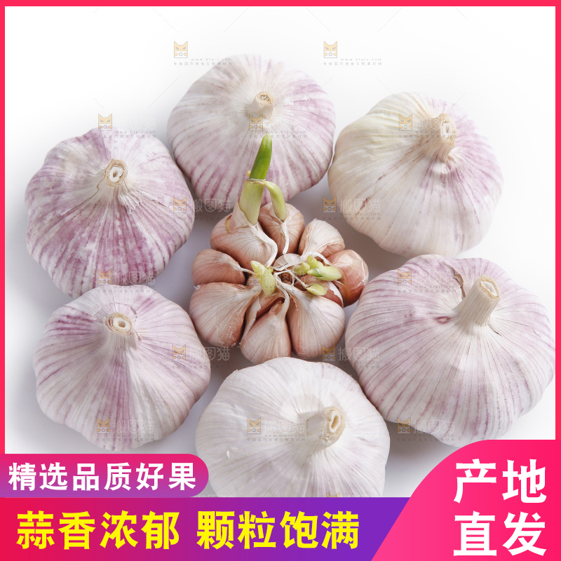 白底上的山东大蒜头