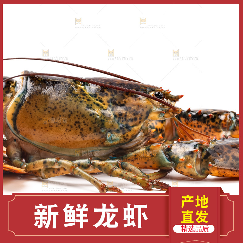 白底上的龙虾