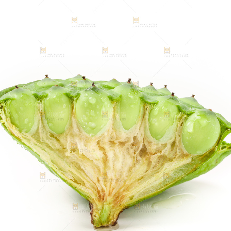 湖北莲蓬放在白底上