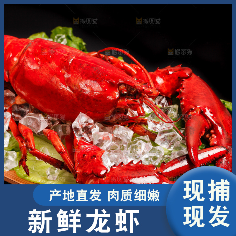 黑底上放着一盘澳洲大龙虾
