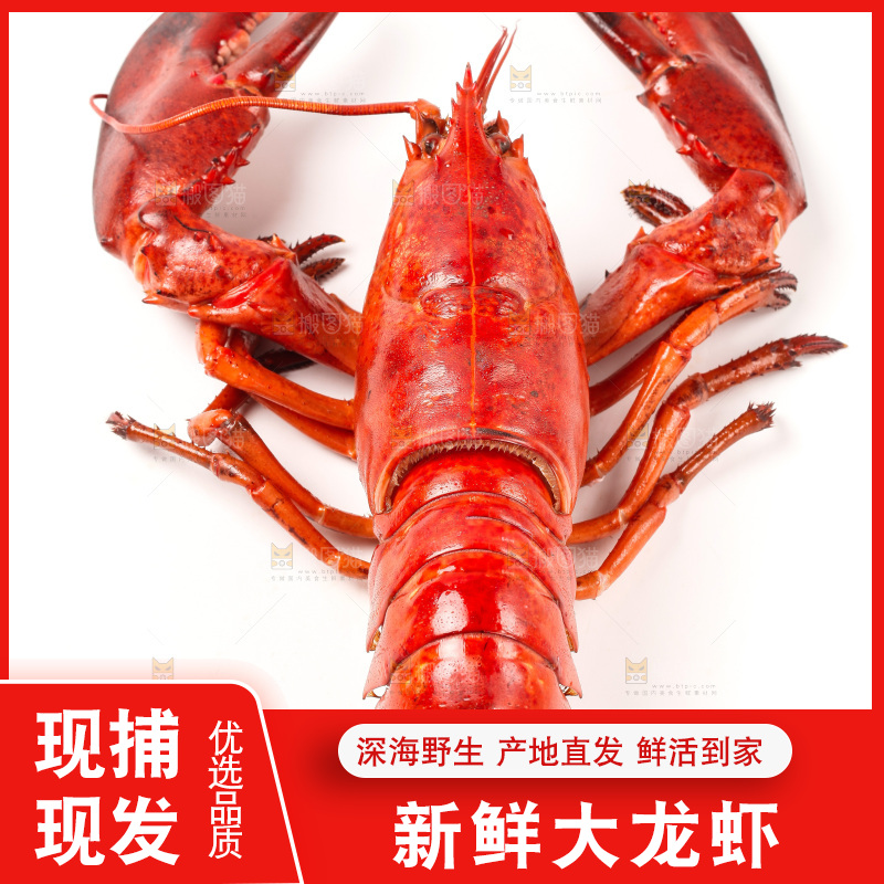 白底上放着澳洲龙虾
