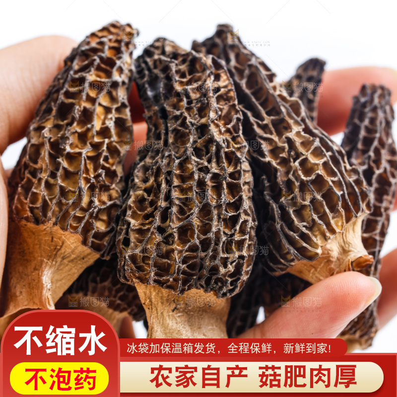 手拿羊肚菌