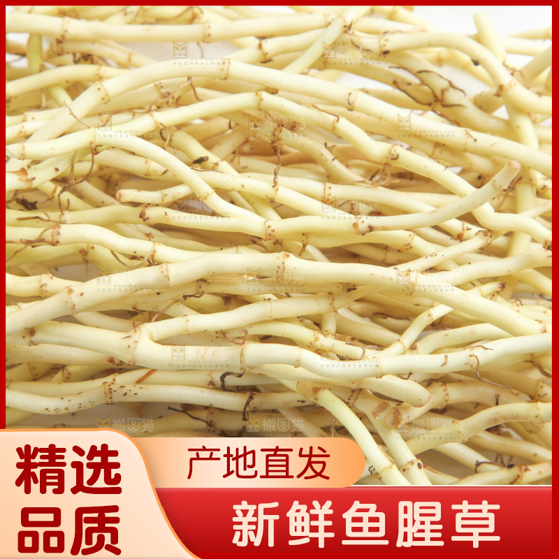 白底上的鱼腥草