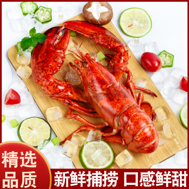 浅底上的澳洲大龙虾