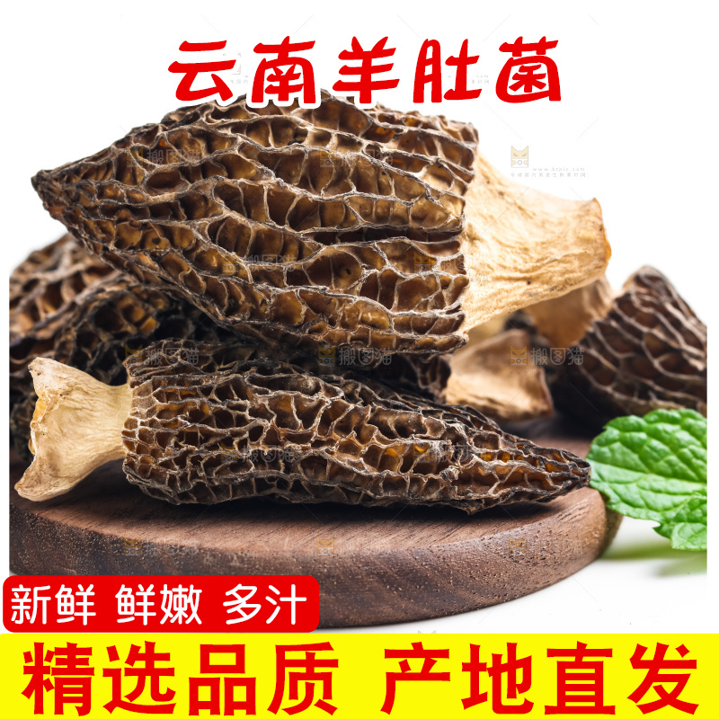 浅底上的云南羊肚菌