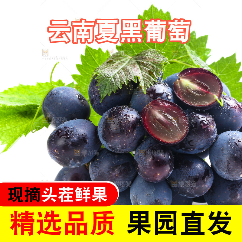 新鲜夏黑葡萄放在白底上