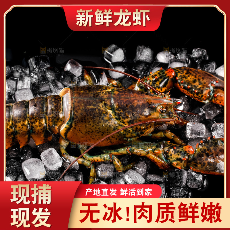 黑底上的澳洲龙虾