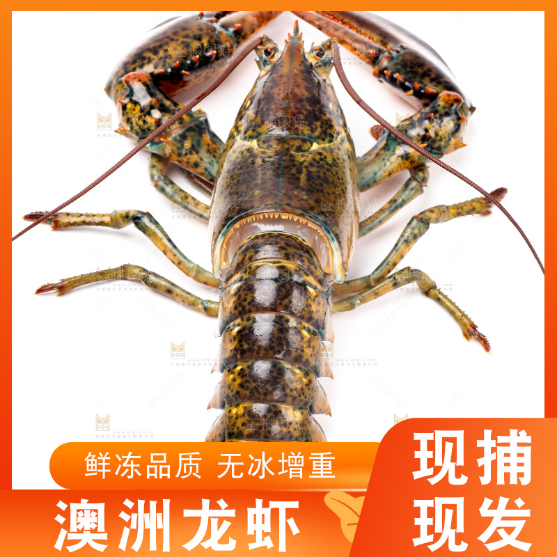 白底上的澳洲龙虾