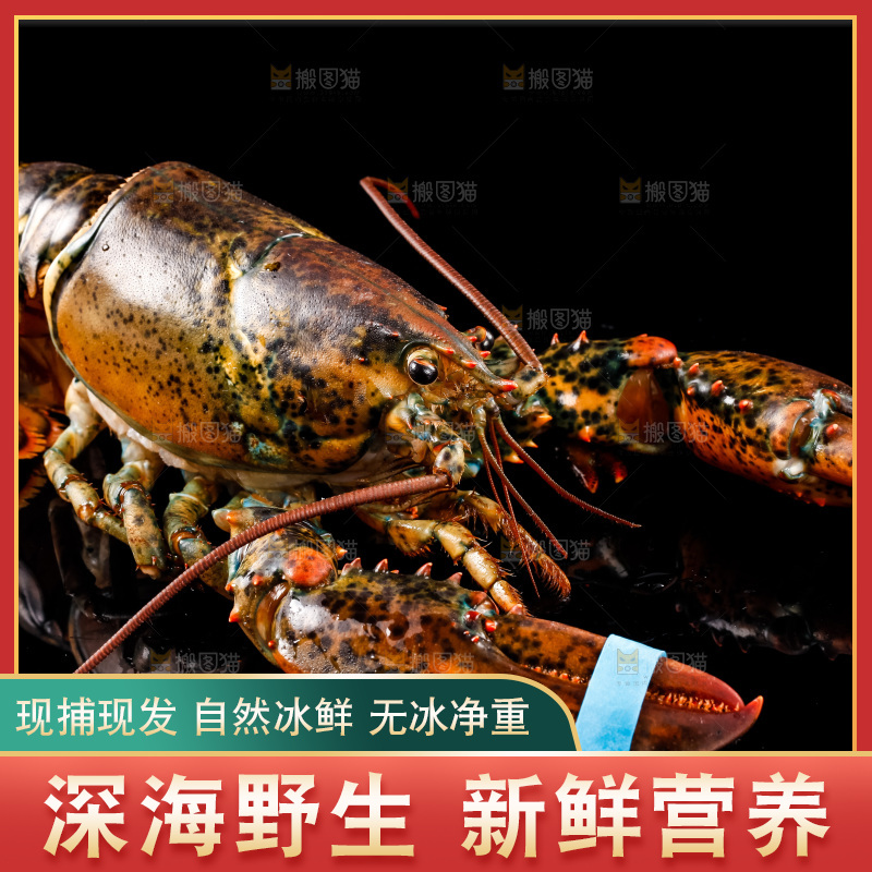 黑底上的澳洲龙虾