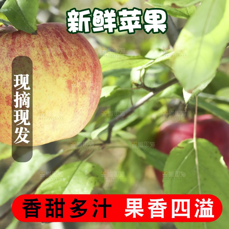 树上挂着冰糖心苹果