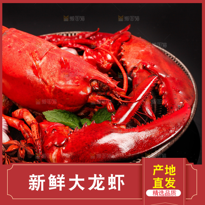黑底上放着澳洲大龙虾