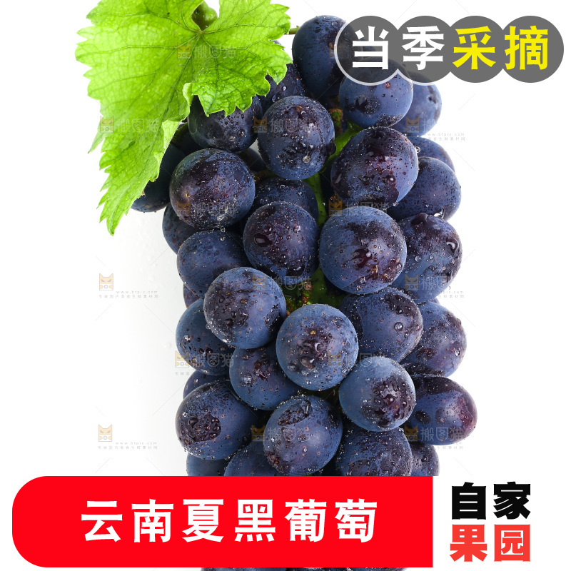 白底上的夏黑葡萄