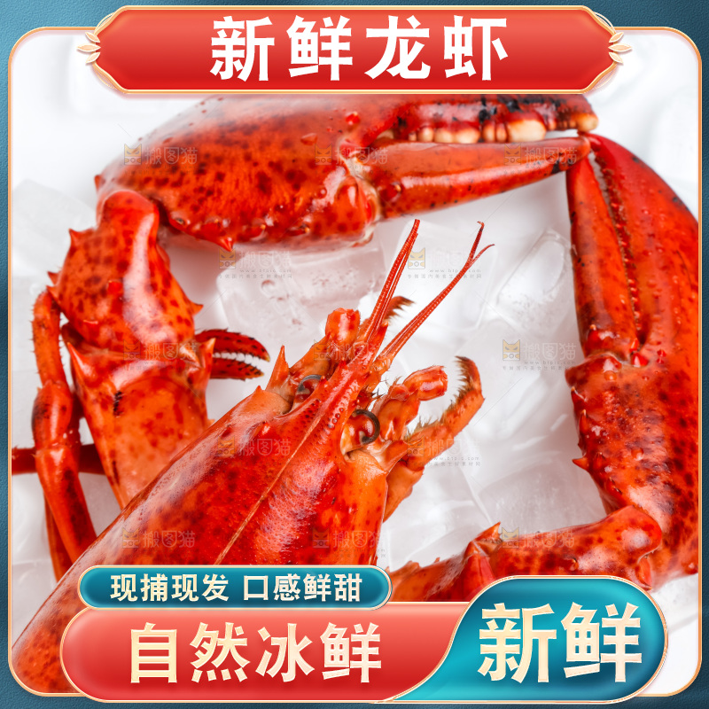 白底上放着澳洲大龙虾