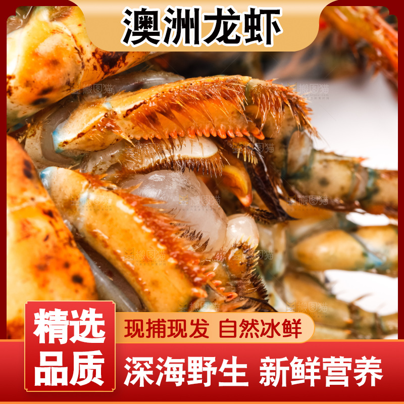 白底上的澳洲龙虾