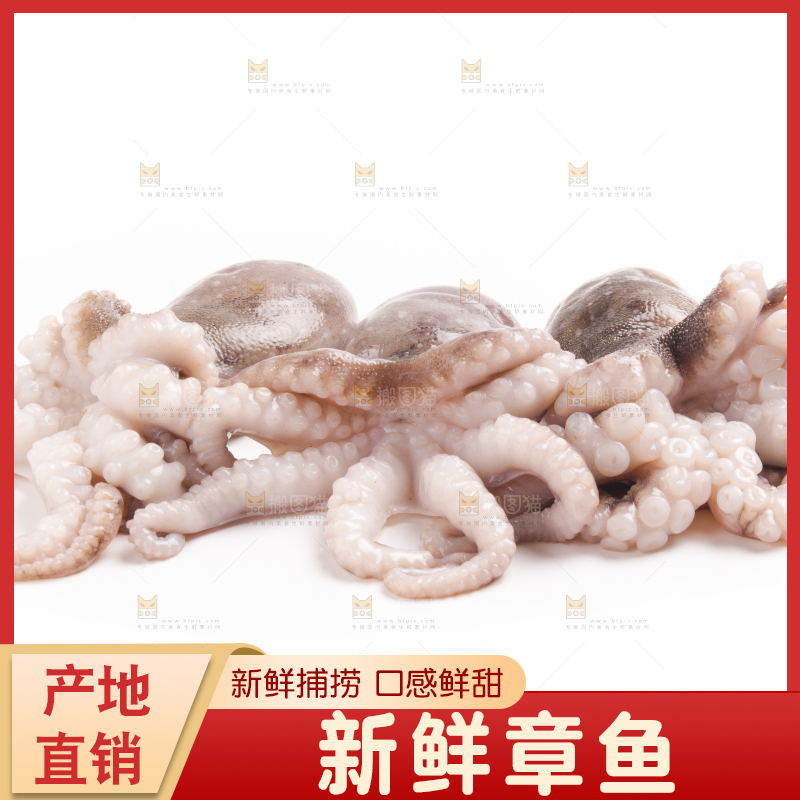 白底上摆放着小章鱼